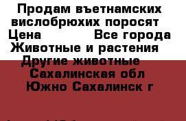 Продам въетнамских вислобрюхих поросят › Цена ­ 2 500 - Все города Животные и растения » Другие животные   . Сахалинская обл.,Южно-Сахалинск г.